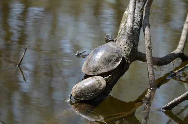 Turtles Pond Spring — Stock Photo, Image