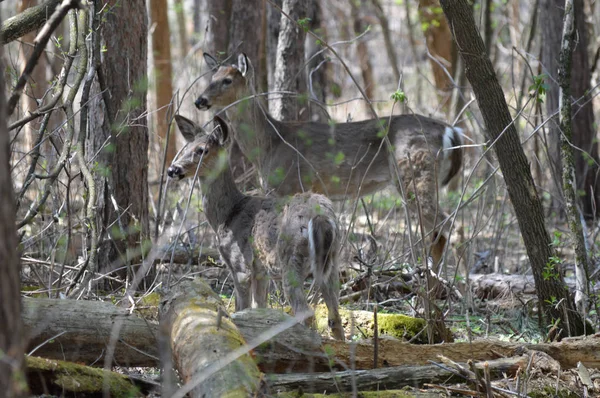 Cerf Queue Blanche Dans Les Bois — Photo