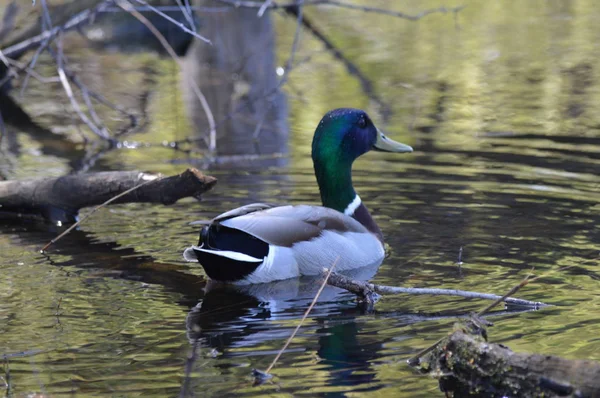 Canard Colvert Sur Eau — Photo