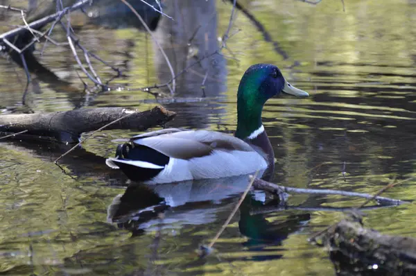 Canard Colvert Sur Eau — Photo