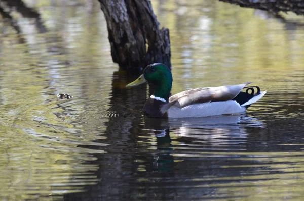 Canard Colvert Sur Eau — Photo