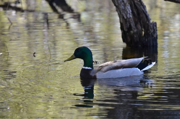 Mallard Duck Water — Stock Photo, Image