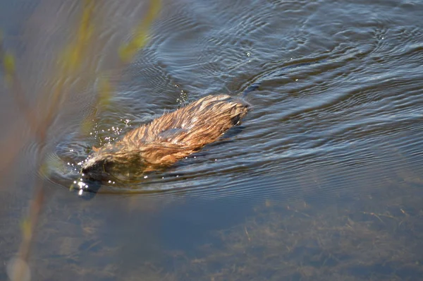 Ratto Muschiato Allo Stagno — Foto Stock