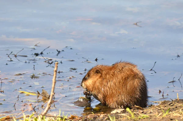 Muskusrat Vijver — Stockfoto