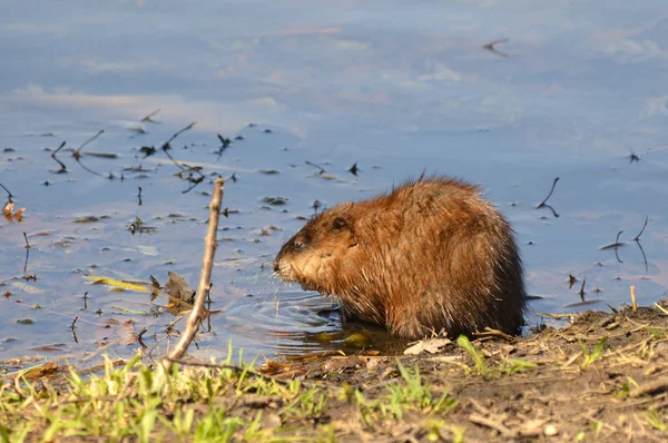 Muskrat Lagoa — Fotografia de Stock