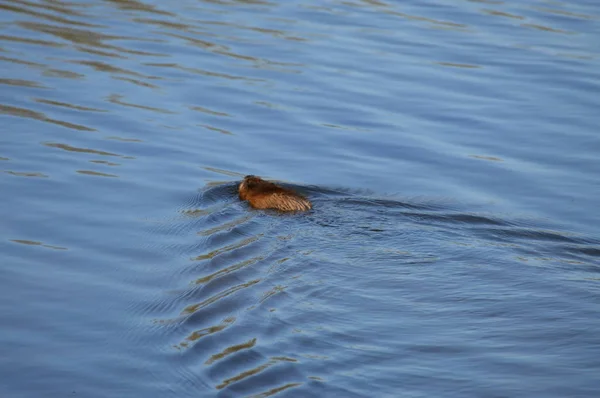 Ratto Muschiato Allo Stagno — Foto Stock