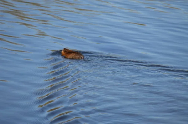 Bisamratte Teich — Stockfoto