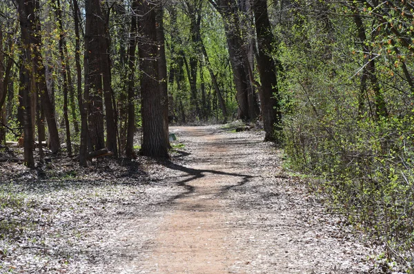 Ett Spår Skogen — Stockfoto