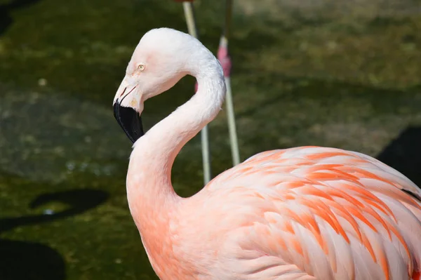 Flamingo Sonbaharda Suya Düşer — Stok fotoğraf