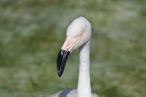 Flamingo Wasser Herbst — Stockfoto