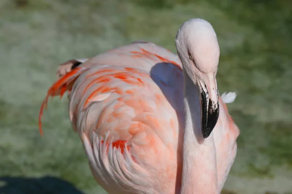 Flamingo Vodě Během Podzimu — Stock fotografie