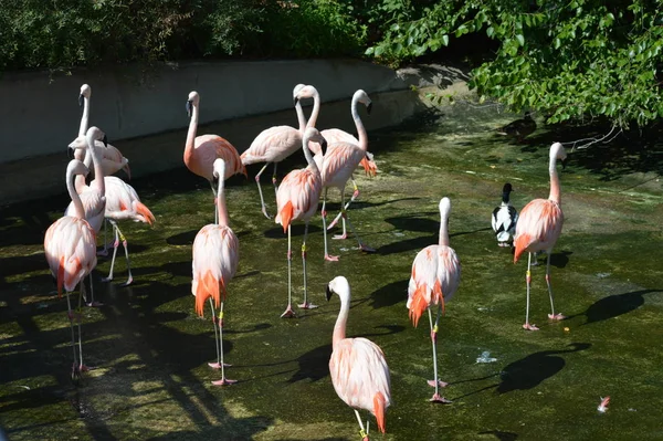 Flamingo Water Fall — Stock Photo, Image