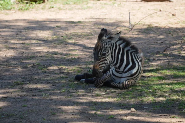 Een Baby Zebra Tijdens Herfst — Stockfoto