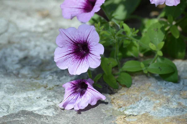 Petunia Цветок Саду — стоковое фото