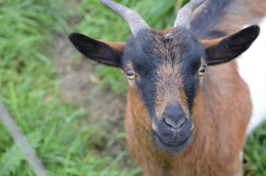 Çiftlikteki çayırdaki keçi