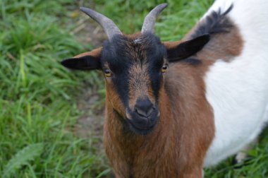 Çiftlikteki çayırdaki keçi