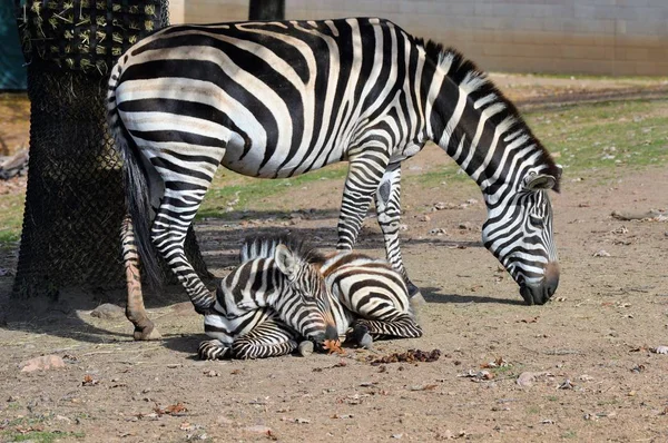 Maman Et Bebe Zebre Paturage Jeune Stock Photo