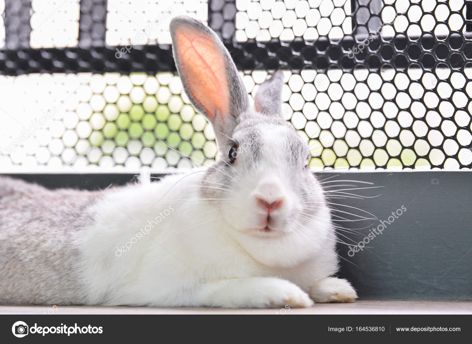 Rabbit looking camera is shooting. — Stock Photo © Ksdphoto 164536810