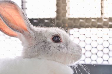 Kamera seyir tavşan çekim.