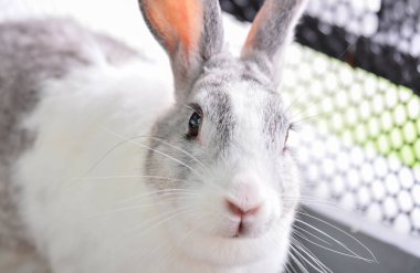 Kamera seyir tavşan çekim.