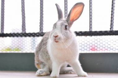 Kamera seyir tavşan çekim.