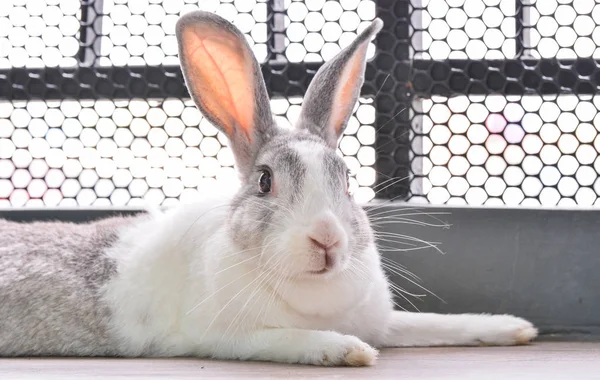 Kaninchen schauende Kamera schießt. — Stockfoto