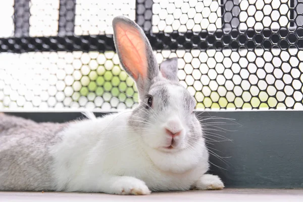 Kaninchen schauende Kamera schießt. — Stockfoto