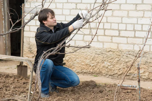 Un hombre cerca de su casa poda árboles frutales — Foto de Stock