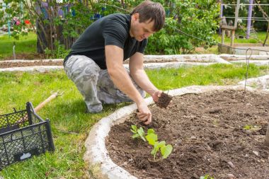 Adam onların yazlık salatalık fidan dikim