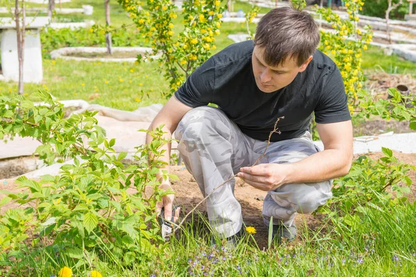 Мужчина срезает сухие ветки на малиновых кустах в их летнем домике — стоковое фото