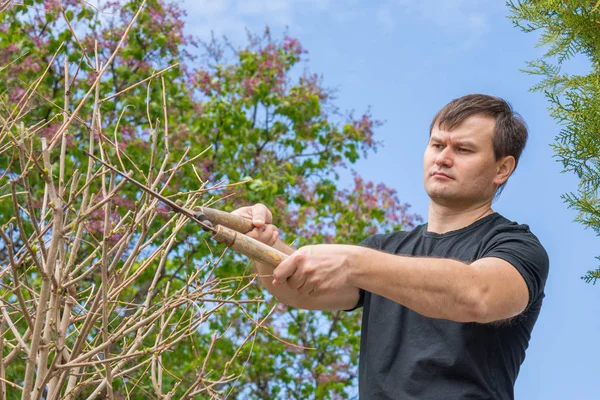 El hombre corta las ramas, formando una corona del árbol, en su casa de verano — Foto de Stock