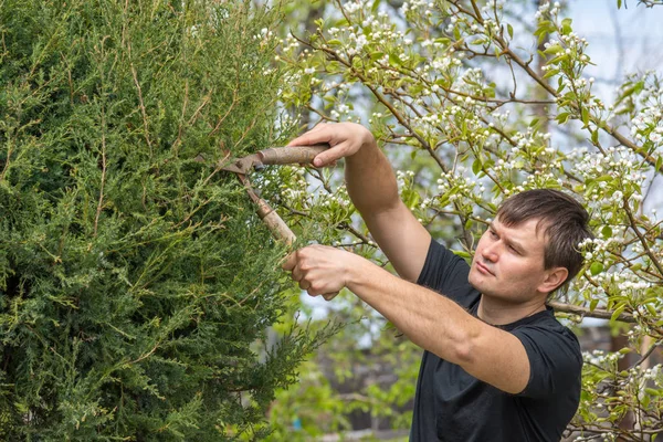 El hombre corta las ramas de un árbol de coníferas, formando una corona, en su cabaña de verano — Foto de Stock