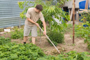 Bir adam çim rake arsa üzerinde toplar.