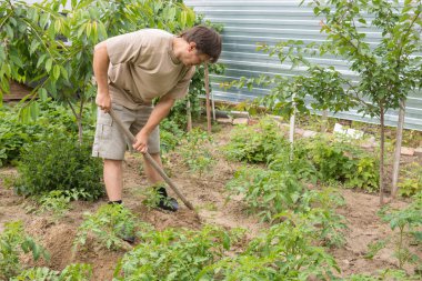 Adam çalılıkların bahçede domates işleme