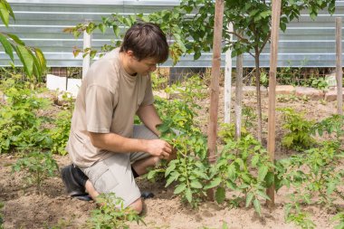 Adam Bahçe domates çalıların bağları