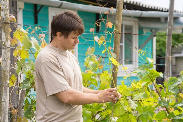 The man ties up the vine in the garden