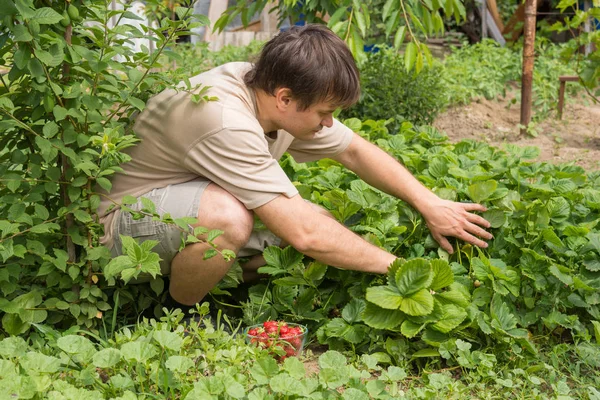 Un hombre recoge fresas en la trama — Foto de Stock