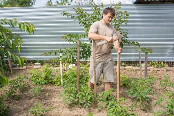 Hombre martillando estacas de madera para atar tomates en el jardín — Foto de Stock