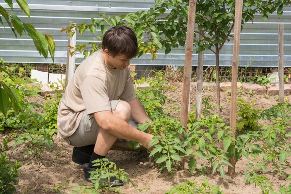 The man ties up the tomato bushes in the garden