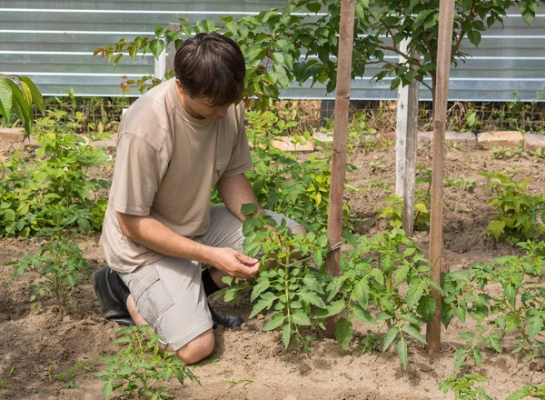 El hombre ata los tomates en el jardín — Foto de Stock