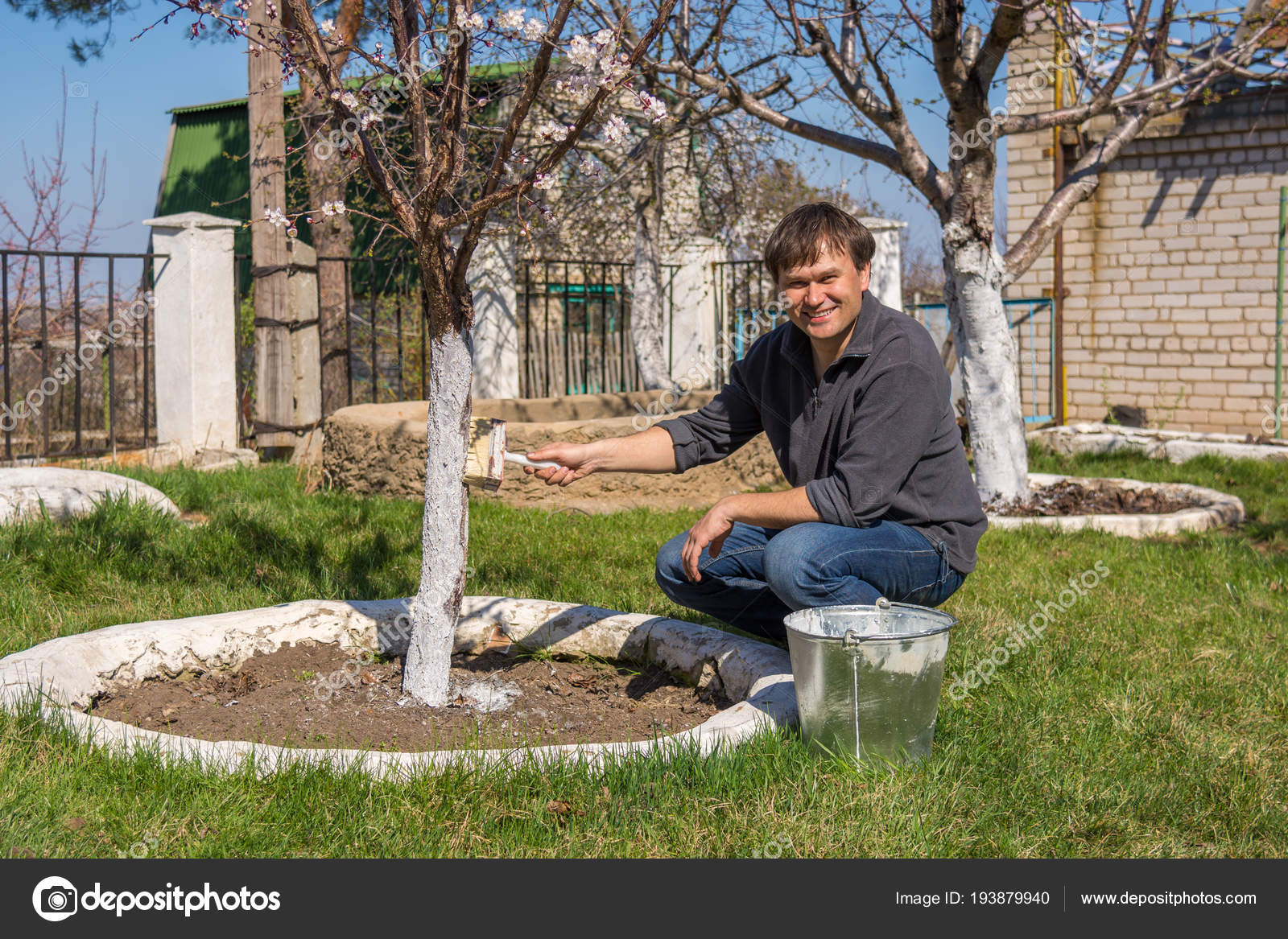 男を養う郊外の歪曲の果物の木の幹 ストック写真 C Gaika1967