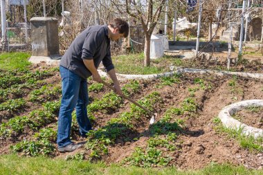 Bir adam çalı çileği banliyö bölgesi sprawls.