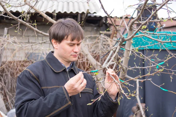 Un hombre examina los riñones y las ramas injertadas de árboles frutales en el área suburbana — Foto de Stock