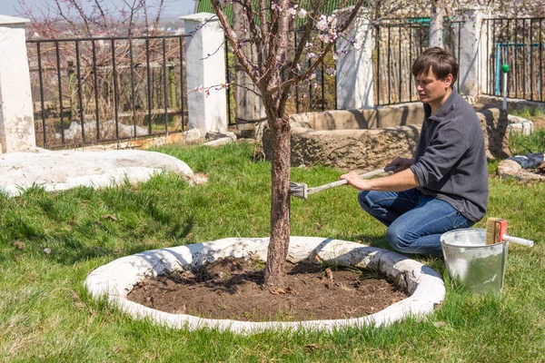 Bir adam meyve ağaçları banliyö bölgesi Badanalama gövdeleri yetiştirerek