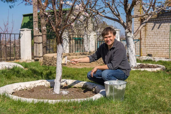 A man cultivates the trunks of fruit trees whitewashing in the suburban area — Stock Image A man cultivates the trunks of fruit trees whitewashing in the suburban area Stock Image