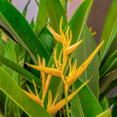 Cennet Kuşu çiçeklerinin yakın plan görüntüsü (Strelitzia reginae).