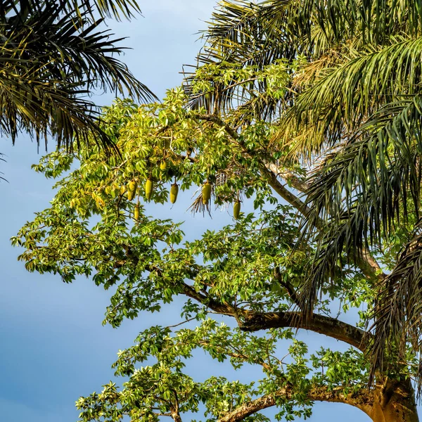 Exotiska Tropiska Frukter Som Hänger Och Mognar Vid Grenar Träd — Stockfoto