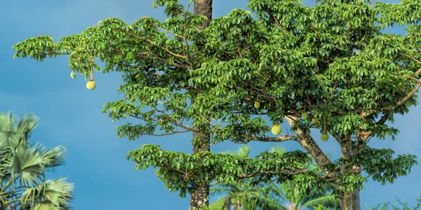 Exotisk Tropisk Frukt Som Hänger Och Mognar Vid Grenar Träd — Stockfoto