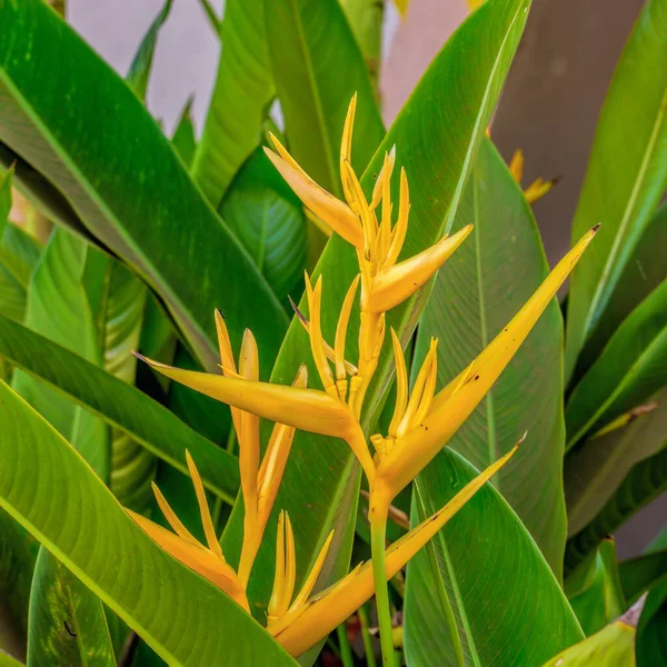 Nahaufnahme Von Paradiesvogel Blumen Strelitzia Reginae — Stockfoto