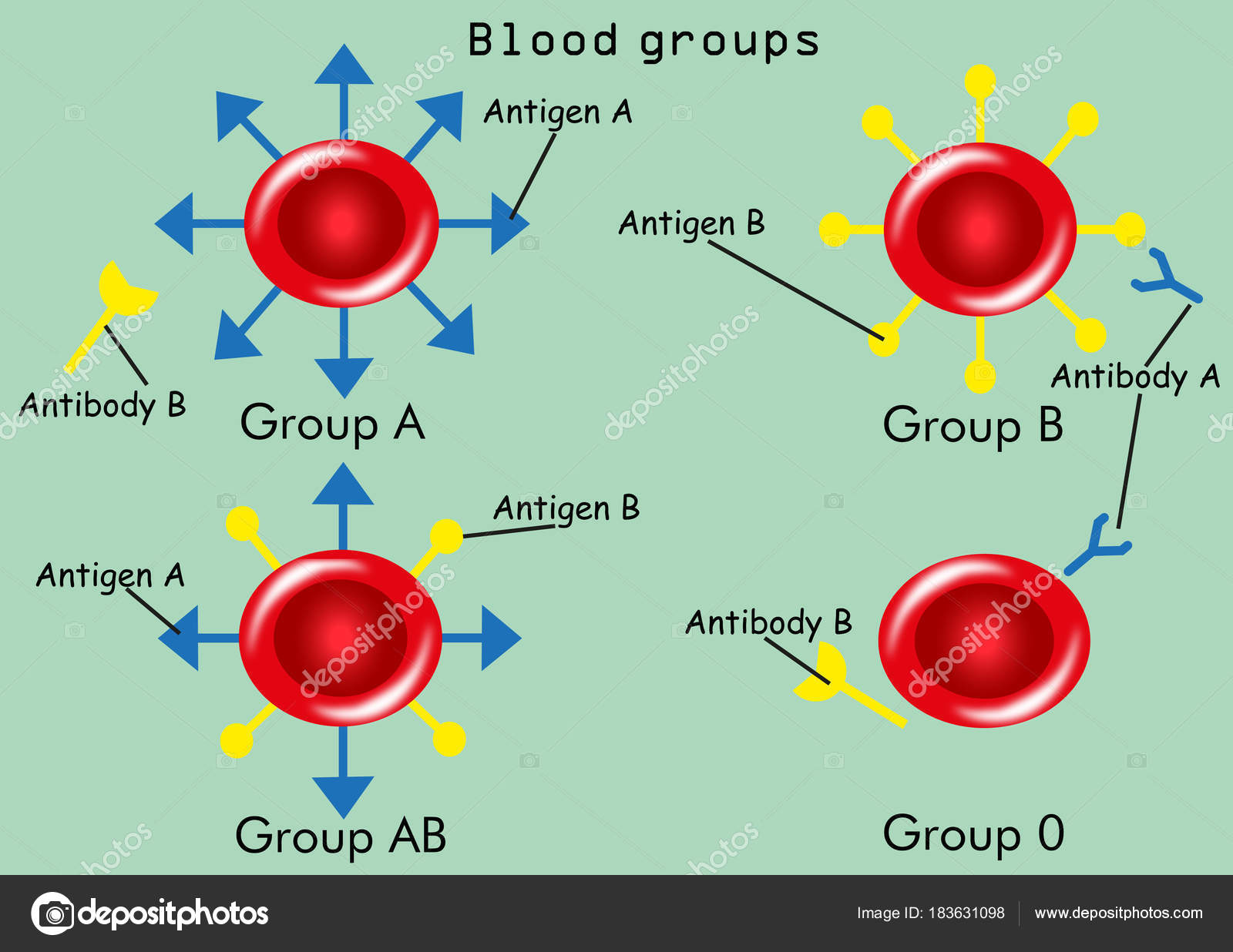 Blood Groups Types Antibodies Antigens Stock Vector Image by ©sandro